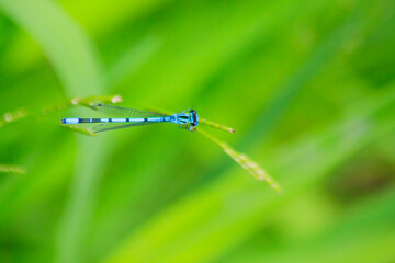 Small beautiful bright nimble winged flying blue azure with black stripes insect dragonfly male...