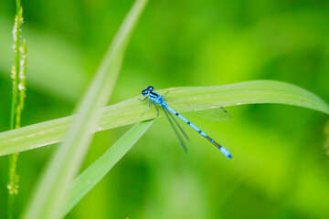 Small beautiful bright nimble winged flying blue azure with black stripes insect dragonfly male coenagrion puella with big eyes sitting on a green blade of grass near a pond in a park in summer.