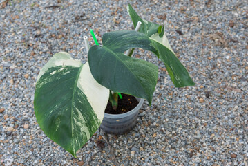 Monstera Deliciosa x Borsigiana Mint variegated in the pot 