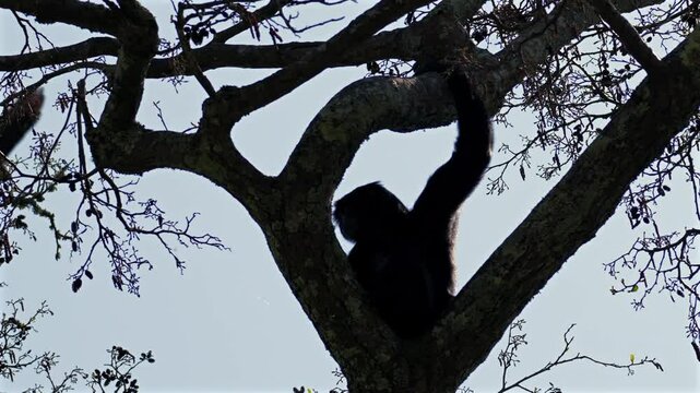 Siamang gibbon climbing a tall tree inside a zoo enclosure, captured mid-motion, long arms extended. Natural lighting highlights its primate agility and behaviour. Fully released for commercial use