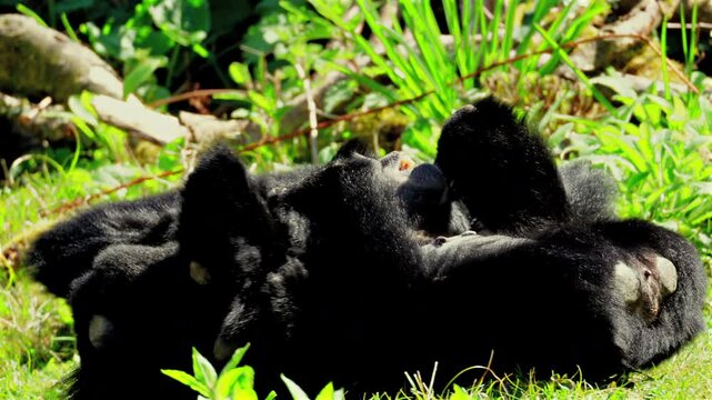 4K video of two siamang gibbons engage in playful and entertaining wrestling in a grassy zoo enclosure. Captured with full property release for commercial licensing and editorial use.