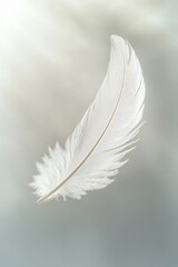 Delicate White Feather Floating Gracefully in Soft Natural Light