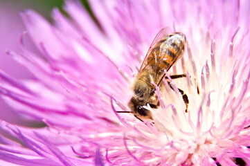 Honey bee collecting pollen on purple flower