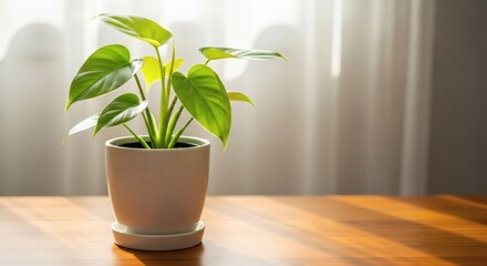 Philodendron plant care tips indoor plants houseplant care potting mix sunlight watering schedule guide