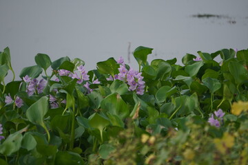 Water hyacinth is a floating aquatic plant with vibrant purple flowers and broad green leaves, known for rapid growth and water purification