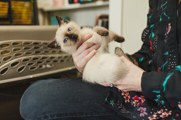 Two Month Old Siamese Kitten Being Held in hands by a carrier