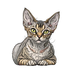 Detailed illustration of a Devon Rex cat, sitting, alert, with striking eyes and unique coat.
