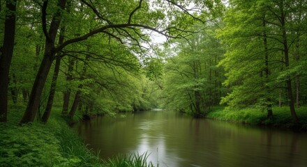 River flowing through green forest landscape scenic nature photography peaceful tranquil environment view trees