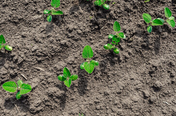Green small seedlings of soybean plant on black soil. Period of active growth in the field. Selective focus.