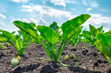 Sugar beet seedlings in black soil field with lush green leaves under sunny blue sky with white clouds. Low angle view.