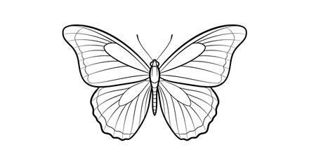 Obraz premium Delicate Butterfly Line Art Nature Vector Illustration 