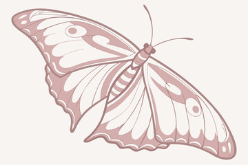butterfly vector illustration