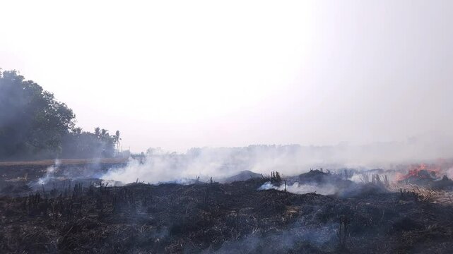 Stubble Burning in India( Parali burning), also known as stubble or straw burning, It significantly contributes to air pollution, releasing harmful gases and particulate matter into the atmosphere.