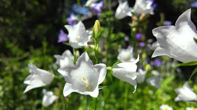 close up of white hand bell flower on forest green blur background, slow motion