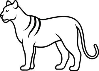 vector illustration of a white Tiger
