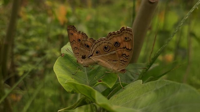 Macro shot of two male and female Junonia almana butterflies known as peacock pansy perch delicately mating in nature. love and life.

