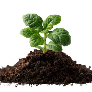 Fototapeta Lush Green Sprout Emerging from Rich Soil a vibrant depiction of new growth plant life and environmental themes, transparent background