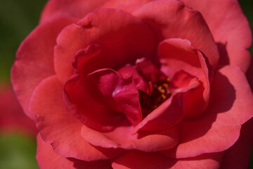 Obraz premium red valentine rose