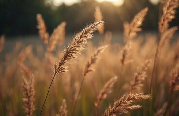 Golden hour sun illuminates tall grass seed heads. Warm light creates soft focus. Nature, eco friendly concept, natural beauty. Wheat field, rural scene background. Agriculture. Calm peaceful