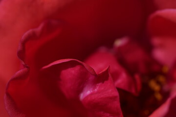 red valentine rose