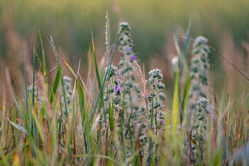 A close-up, slightly blurred view of wildflowers and tall grasses swaying gently in a field, creating a soft, natural aesthetic.