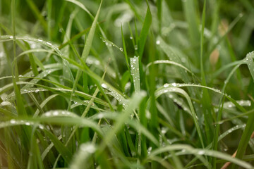 A close-up shot of vibrant green grass blades glistening with water droplets, creating a refreshing and natural scene. 