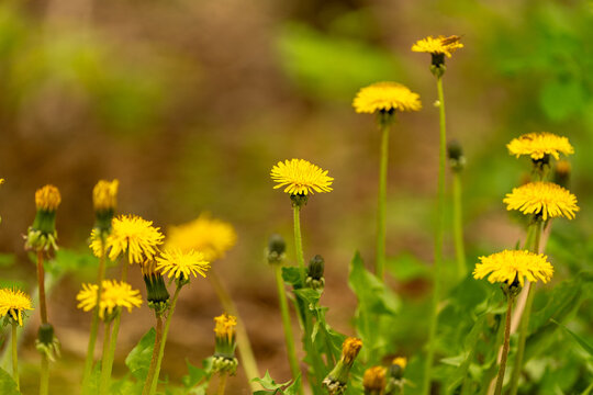 A cluster of bright yellow dandelions stand tall amidst lush green foliage, captured with a shallow depth of field that blurs the background into a soft, warm bokeh.