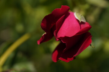 red valentine rose