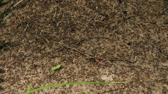 Ants scurry about on anthill in forest
