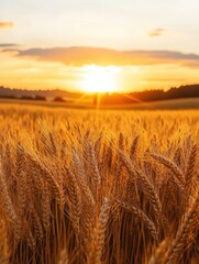 Naklejka premium This image captures a golden wheat field bathed in the warm glow of sunset, showcasing a vast and serene scenic landscape with a distant horizon and rolling hills.