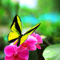 Beautiful multi-colored real butterfly flying on a green background