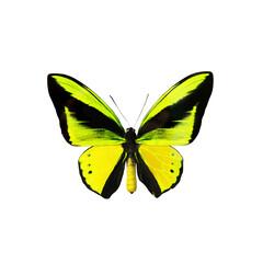 Beautiful multi-colored real butterfly flying on a white background