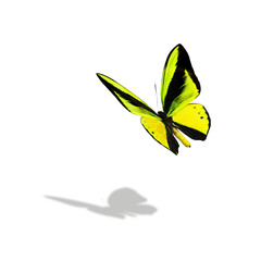 Beautiful multi-colored real butterfly flying on a white background