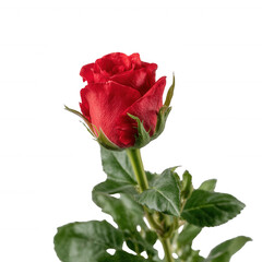 Obraz premium A beautiful red rose with lush green leaves against a white isolate background, symbolizing love and romance.