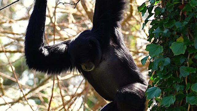Siamang gibbon climbing a tall tree inside a zoo enclosure, captured mid-motion, long arms extended. Natural lighting highlights its primate agility and behaviour. Fully released for commercial use