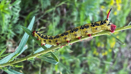 caterpillar on a branch