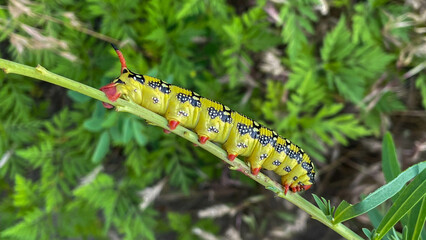 caterpillar on a leaf