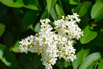 white flowers in the garden