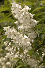 Deutzia gracilis.en fleurs