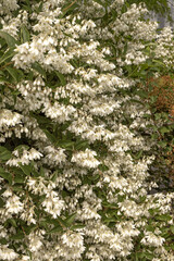 Deutzia gracilis en fleurs