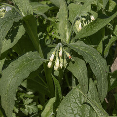 Symphytum uplandicum	