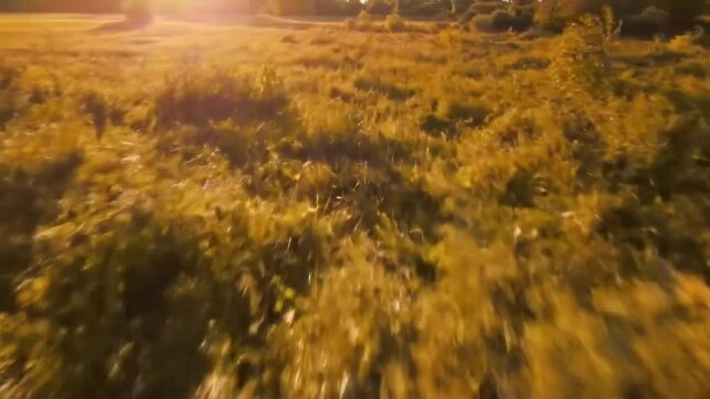 Golden Meadow: Serene Scenery Of Nature's Beauty Under Sun