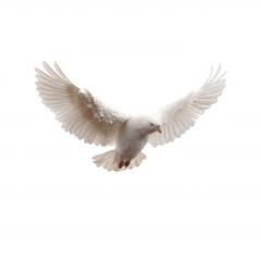 Obraz premium A majestic white dove in mid-flight, showcasing its large, beautifully spread wings against a white isolated background.