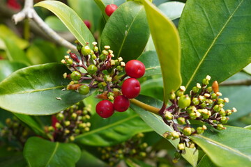 green leaves and red berry nature background. Seasonal garden foliage