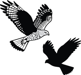 Obraz premium Strong Falcon Predator Vector Illustration 