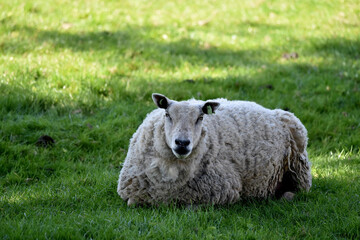 An adult female sheep, Ovis aries, laying on the ground in a grass field, looking directly into the camera. 