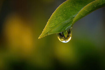 Macro close-up of water droplet on vibrant green leaf in warm golden hour light