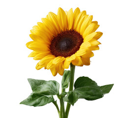 Obraz premium A vibrant sunflower with bright yellow petals and a rich brown center, surrounded by green leaves, isolated on a white background.