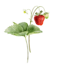 Wild red strawberries on branch with green leaves, berries and flowers. Isolated hand drawn watercolor illustration. Summer garden plant for package, cosmetic, agriculture, card, posters