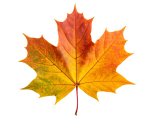 Fototapeta premium Vibrant maple leaf with rich orange and yellow hues on a transparent background